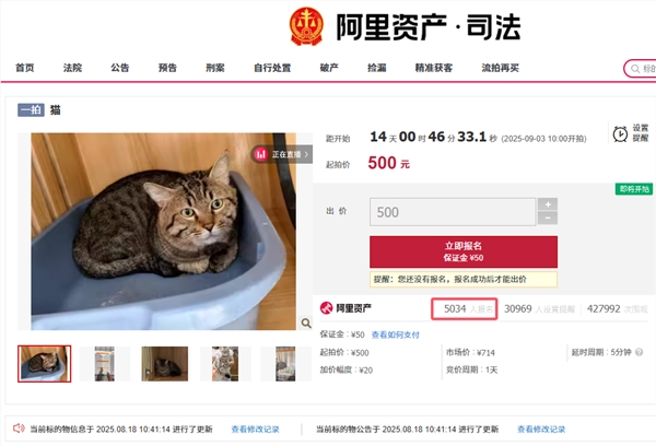 司法拍卖500元狸花猫爆火 竞拍者超5000人宠物成网红插图1