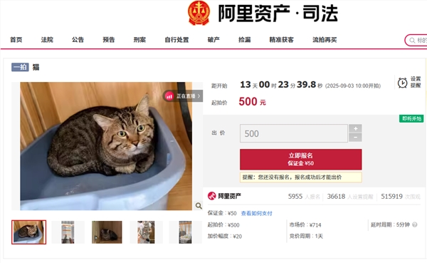 主人因欠钱3岁狸花猫被法拍 身价暴涨 宠物店老板娘也要竞拍