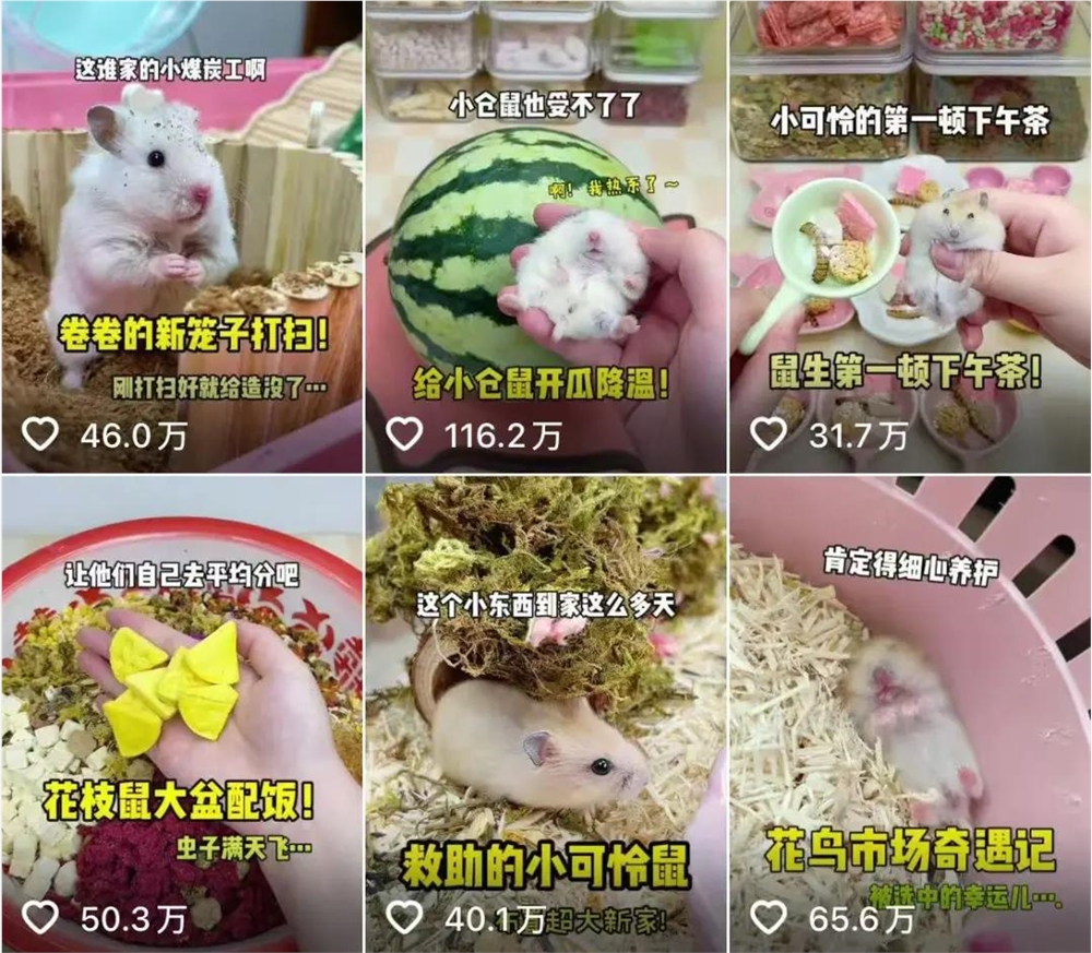 异宠经济崛起 年轻人狂热追捧百亿市场插图2