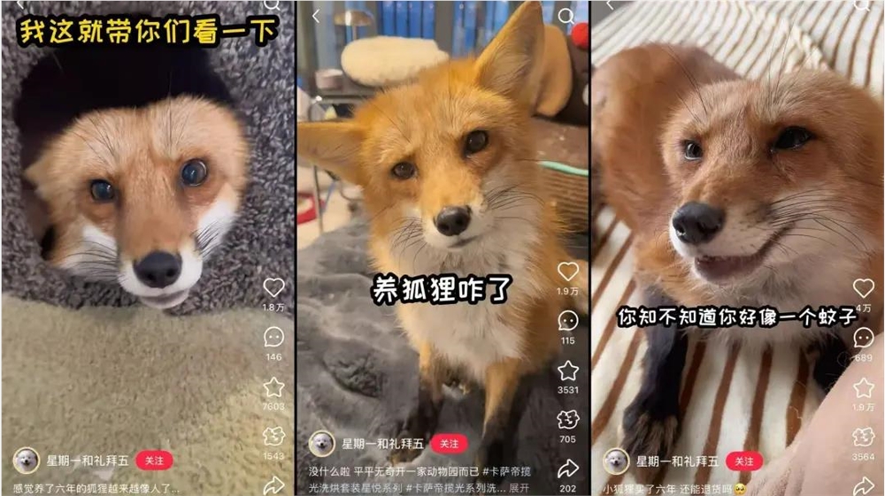 异宠经济崛起 年轻人狂热追捧百亿市场插图5