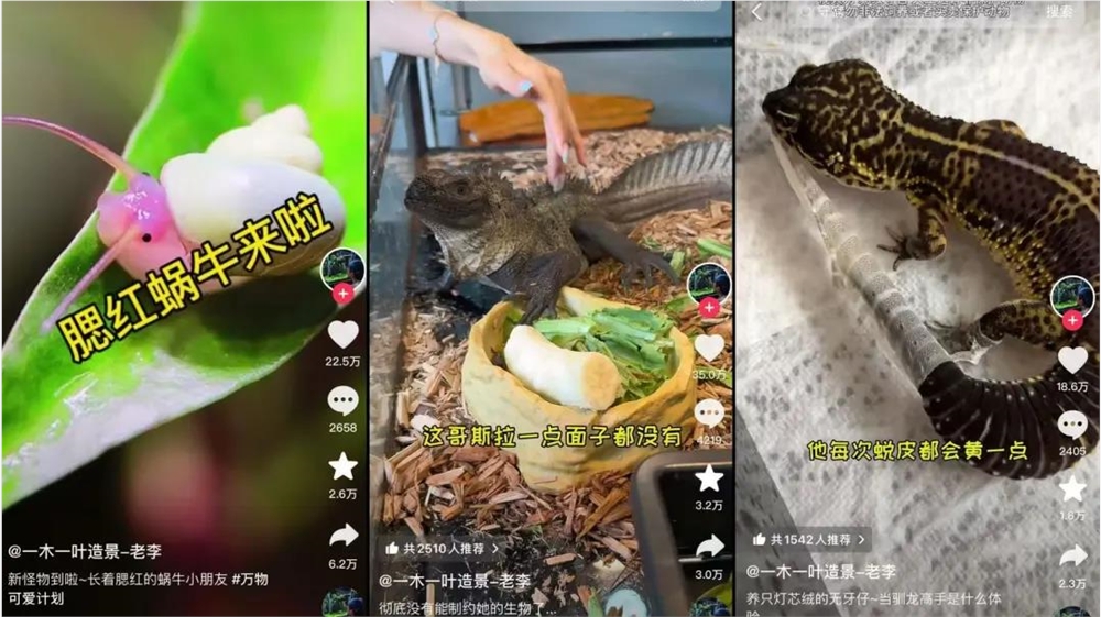 异宠经济崛起 年轻人狂热追捧百亿市场插图3