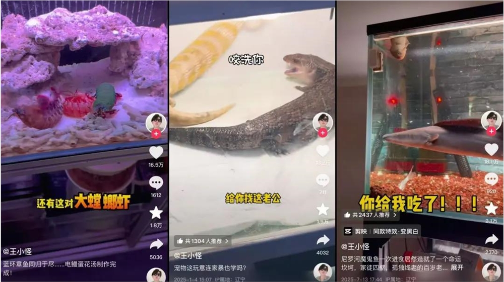 异宠经济崛起 年轻人狂热追捧百亿市场插图7