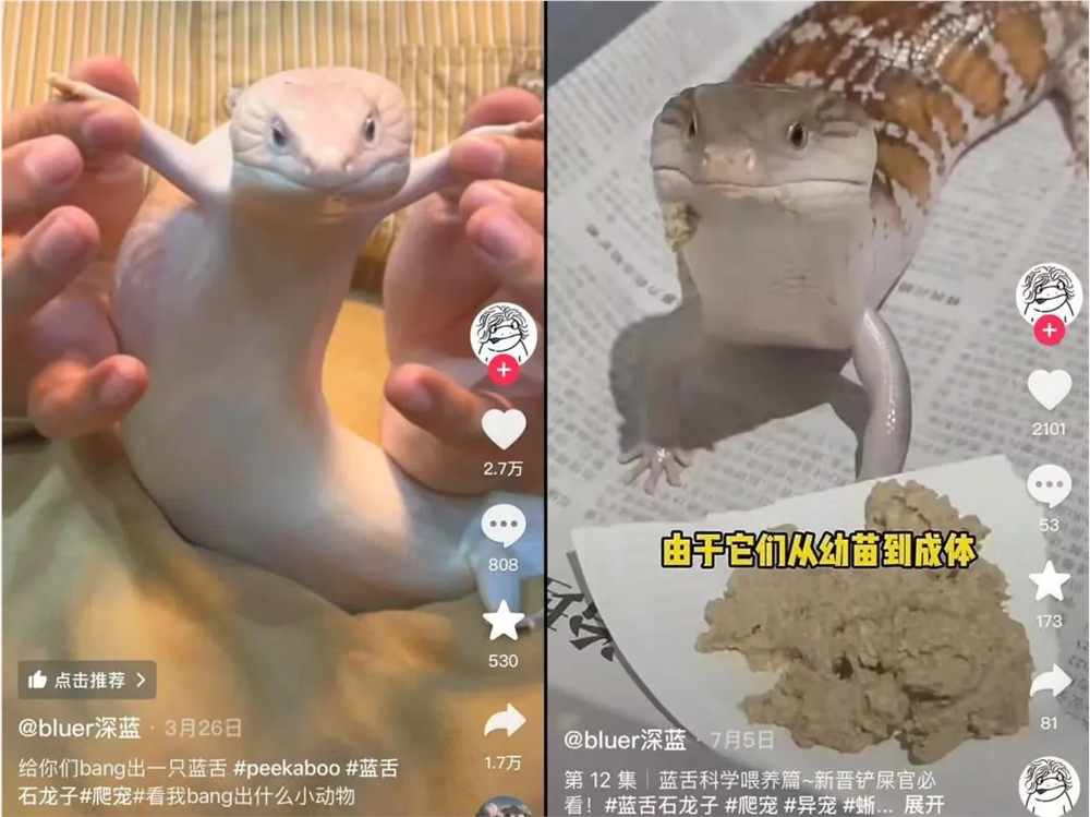 异宠经济崛起 年轻人狂热追捧百亿市场插图9