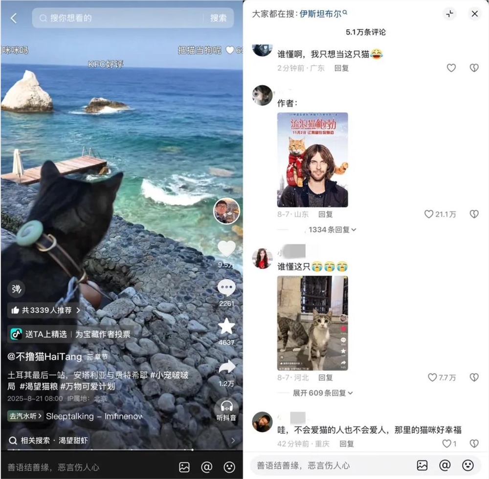带猫环球旅行爆火1亿赞揭秘@不撸猫HaiTang成功秘诀插图1