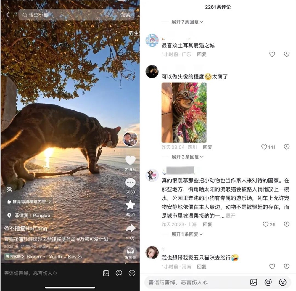 带猫环球旅行爆火1亿赞揭秘@不撸猫HaiTang成功秘诀插图2
