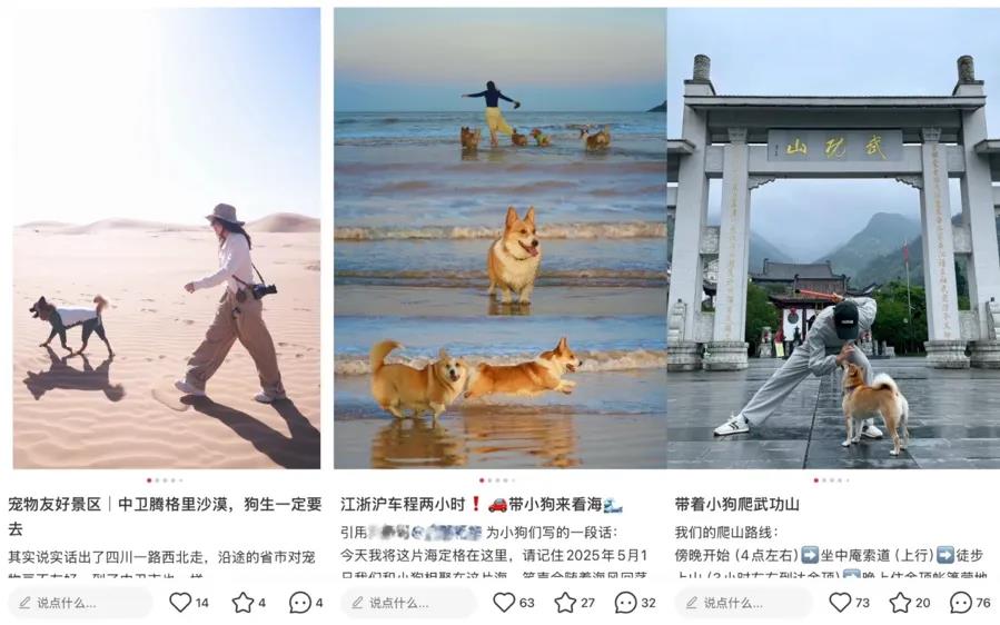 带宠游火爆订单破10万宠物友好酒店成新宠插图 带宠游火爆订单破10万宠物友好酒店成新宠插图