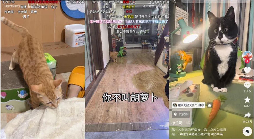 2025年最火爆梗揭秘 萝卜纸巾猫真棒背后故事插图11 2025年最火爆梗揭秘 萝卜纸巾猫真棒背后故事插图11