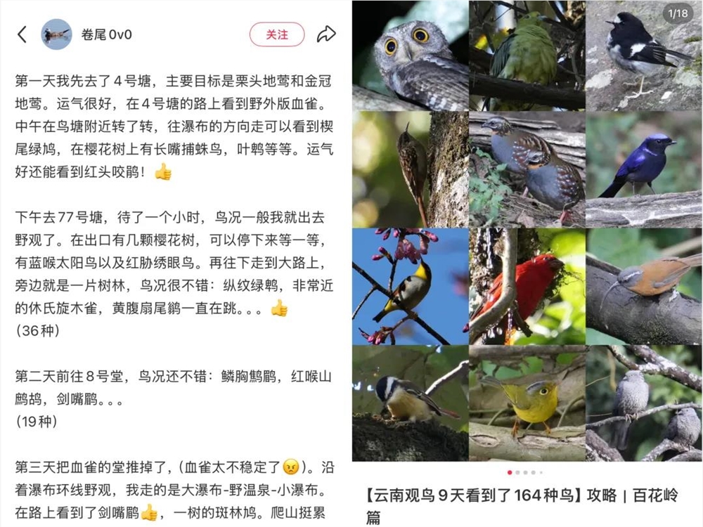 播放量超10亿，年轻人纷纷掉入“鸟门”