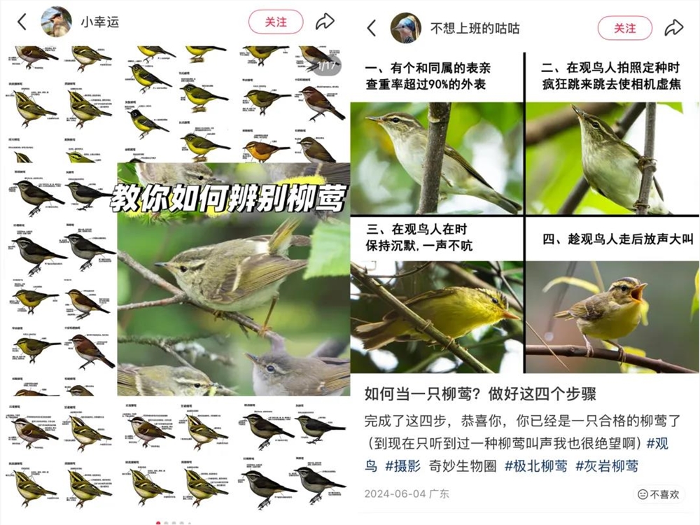 年轻人如何用手机开启观鸟之旅，打造属于自己的鸟门生态插图4