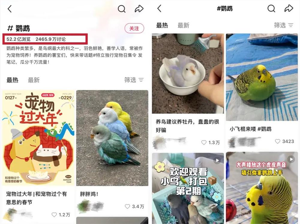 “她经济”驱动鹦鹉市场爆发 鸟鸟教引领百亿宠物新趋势插图1