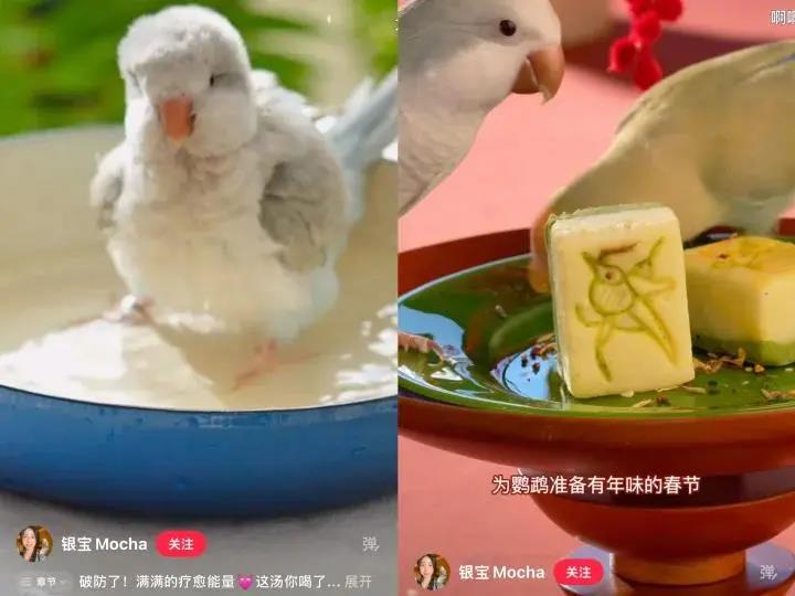 “她经济”驱动鹦鹉市场爆发 鸟鸟教引领百亿宠物新趋势插图2