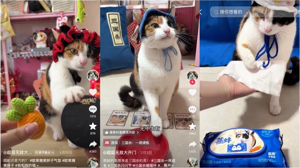 涨粉230万后，“真棒”小猫成广告界顶流