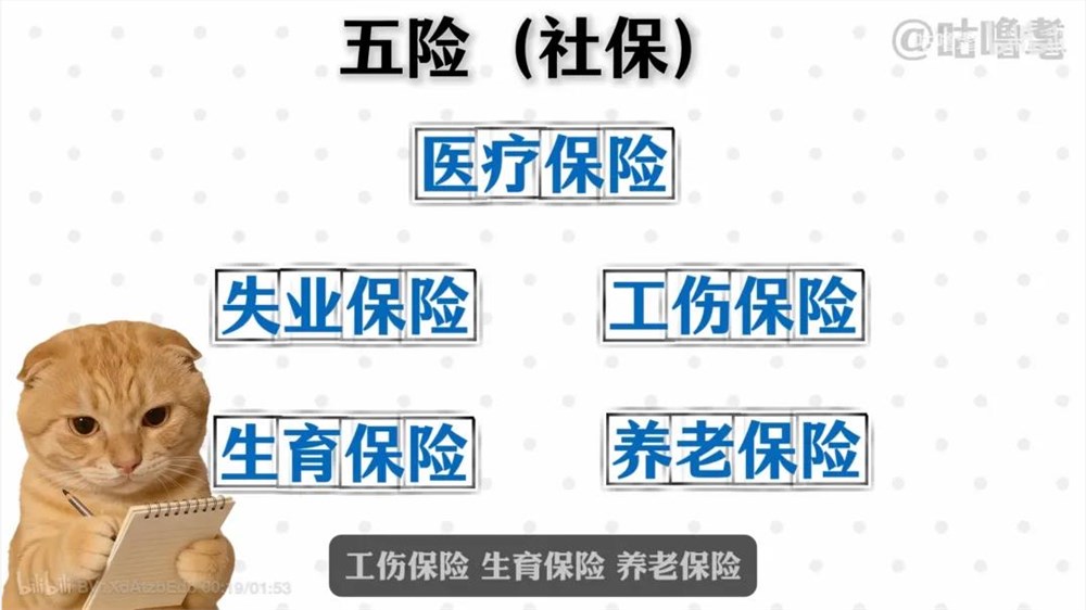 10天涨粉百万B站新人UP主用猫meme科普引爆知识区流量插图2