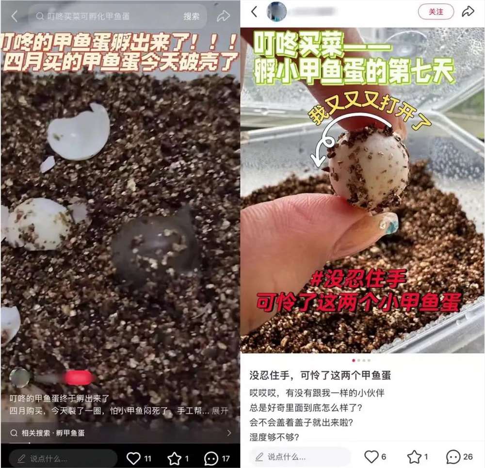 蔬菜盲盒引爆社交分享，生鲜电商如何用不确定性撬动用户复购插图5