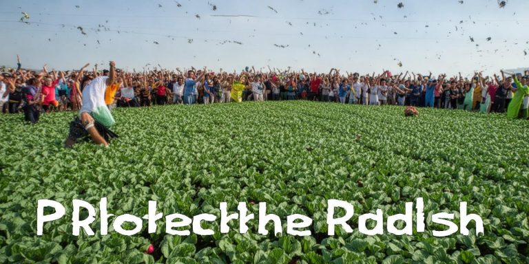 保卫萝卜活动火爆 萝卜地人比虫多