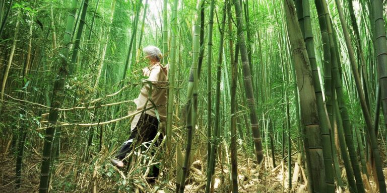 阿姨拔笋忘带外套被竹子穿走 网友直呼势如破竹